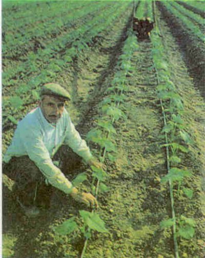 Damla sulama ile ürün erken olgunlaşır ve kalite yükselir.